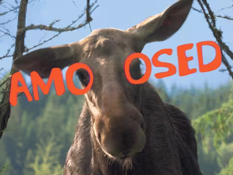 Amoosed